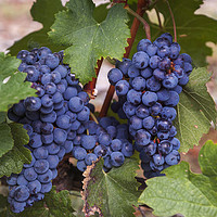 Buy canvas prints of Blue Grapes Vines by Jenny Rainbow