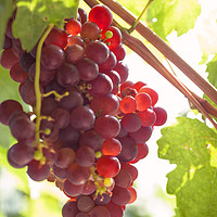 Buy canvas prints of Juicy Taste Of Autumn. Red Grapes Clusters 9 by Jenny Rainbow