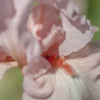 Buy canvas prints of Pink Tall Bearded Iris Vanity Macro by Jenny Rainbow