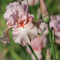 Buy canvas prints of Pink colored Tall Bearded Iris Vanity by Jenny Rainbow