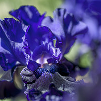 Buy canvas prints of Bitone Purple blue Tall Bearded Iris Oklahoma Crud by Jenny Rainbow