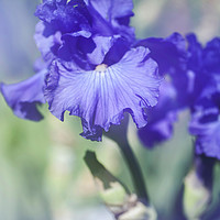 Buy canvas prints of Blue colored Tall Bearded Iris 'Kathleen Kay Nelso by Jenny Rainbow