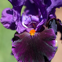 Buy canvas prints of Dark purple Tall Bearded Iris Local Color  by Jenny Rainbow