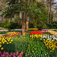 Buy canvas prints of Colorful Floral Patches in Keukenhof by Jenny Rainbow
