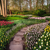 Buy canvas prints of Pathway through Colorful Flowerbeds in Keukenhof by Jenny Rainbow