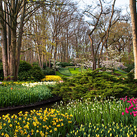 Buy canvas prints of Spring Blooms in Keukenhof by Jenny Rainbow