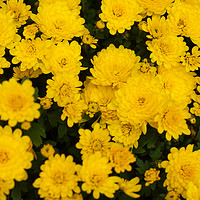 Buy canvas prints of Chrysanthemum Poppins Yellow Jewel  by Jenny Rainbow