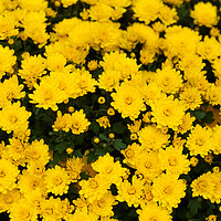 Buy canvas prints of Chrysanthemum Poppins Yellow Jewel  1 by Jenny Rainbow