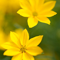 Buy canvas prints of Golden yellow Coreopsis by Jenny Rainbow
