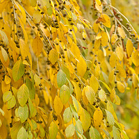 Buy canvas prints of Yellow Foliage of Flueggea Suffruticosa by Jenny Rainbow