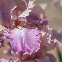 Buy canvas prints of Tall Bearded Iris 'Pond Lily' by Jenny Rainbow
