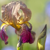 Buy canvas prints of Tall Bearded Iris 'Prosper Laugier'  by Jenny Rainbow