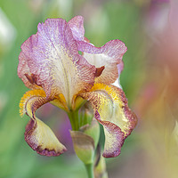 Buy canvas prints of Tall Bearded Iris 'Tiffany' by Jenny Rainbow
