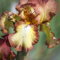 Buy canvas prints of Beauty Of Irises. Taholah by Jenny Rainbow