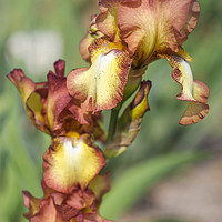 Buy canvas prints of Beauty Of Irises. Taholah 1 by Jenny Rainbow