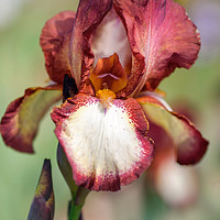 Buy canvas prints of Beauty Of Irises. Jet  Fire by Jenny Rainbow