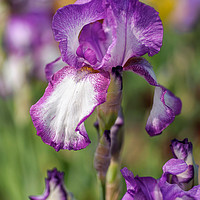 Buy canvas prints of Beauty Of Irises. Kimberly by Jenny Rainbow