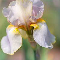 Buy canvas prints of Beauty Of Irises. Lula Marguerite by Jenny Rainbow