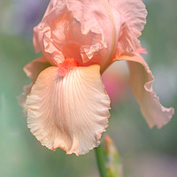 Buy canvas prints of Beauty Of Irises. Tahiti Sunrise by Jenny Rainbow