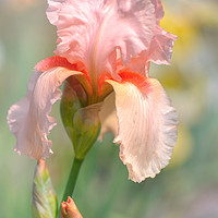 Buy canvas prints of Beauty Of Irises. Tahiti Sunrise 1 by Jenny Rainbow