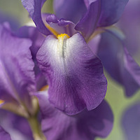 Buy canvas prints of Beauty of Irises. Aphrodite 6 by Jenny Rainbow