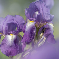 Buy canvas prints of Beauty of Irises. Aphrodite 5 by Jenny Rainbow