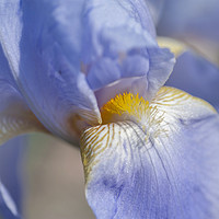 Buy canvas prints of Beauty Of Irises. Bandmaster Macro by Jenny Rainbow