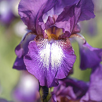 Buy canvas prints of Beauty Of Irises. Bazarok by Jenny Rainbow