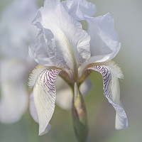 Buy canvas prints of Beauty Of Irises. Bridesmaid by Jenny Rainbow