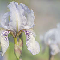 Buy canvas prints of Beauty Of Irises. Bridesmaid 1 by Jenny Rainbow