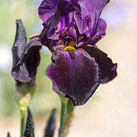 Buy canvas prints of Beauty Of Irises. Congo by Jenny Rainbow