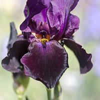 Buy canvas prints of Beauty Of Irises. Congo 1 by Jenny Rainbow