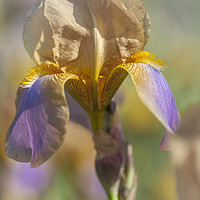 Buy canvas prints of Beauty Of Irises. Evolution by Jenny Rainbow