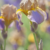 Buy canvas prints of Beauty Of Irises. Evolution 1 by Jenny Rainbow