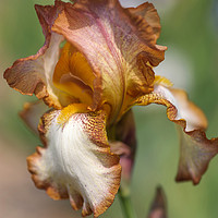 Buy canvas prints of Beauty Of Irises. Heather Hawk 1 by Jenny Rainbow