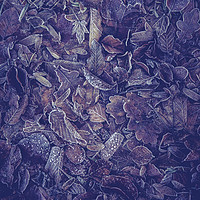 Buy canvas prints of Purple Carpet Of Frozen Leaves by Jenny Rainbow