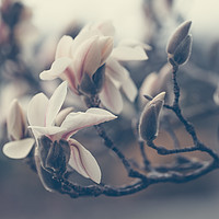 Buy canvas prints of Zen Magnolia Blossom Boho Style by Jenny Rainbow