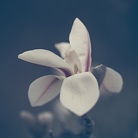 Buy canvas prints of Zen Magnolia Bloom Boho Style by Jenny Rainbow