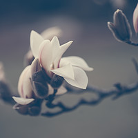 Buy canvas prints of Zen Magnolia Flowers Boho Style by Jenny Rainbow