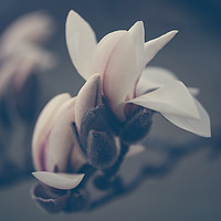 Buy canvas prints of Zen Magnolia Opening Buds Boho Style by Jenny Rainbow