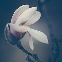 Buy canvas prints of Zen Magnolia New Blooms Boho Style by Jenny Rainbow