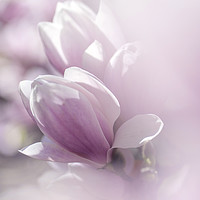 Buy canvas prints of Dreamy  Blooms of Chinese Magnolia by Jenny Rainbow