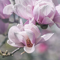 Buy canvas prints of Abundant Blooms of Chinese Magnolia by Jenny Rainbow