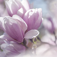 Buy canvas prints of Dreamy Blooms of Chinese Magnolia 1 by Jenny Rainbow