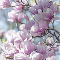 Buy canvas prints of Abundant Blooms of Chinese Magnolia 1 by Jenny Rainbow