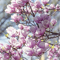 Buy canvas prints of Abundant Blooms of Chinese Magnolia 2 by Jenny Rainbow