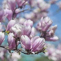Buy canvas prints of Blooms of Chinese Magnolia by Jenny Rainbow