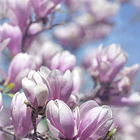 Buy canvas prints of Blooms of Chinese Magnolia 1 by Jenny Rainbow