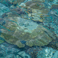 Buy canvas prints of Soft Corals and Blue Fishes by Jenny Rainbow
