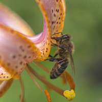 Buy canvas prints of Martagon Lilium Fairy Morning  with Pollinating Bee by Jenny Rainbow